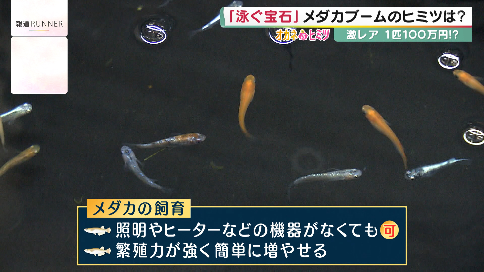 飼育ペットのランキングで犬 猫に次ぐ3位 泳ぐ宝石 として高まる メダカブーム 副業始め月10万円稼ぐ人も ヒットにワケあり オカネのヒミツ 報道ランナー ニュース 関西テレビ放送 カンテレ