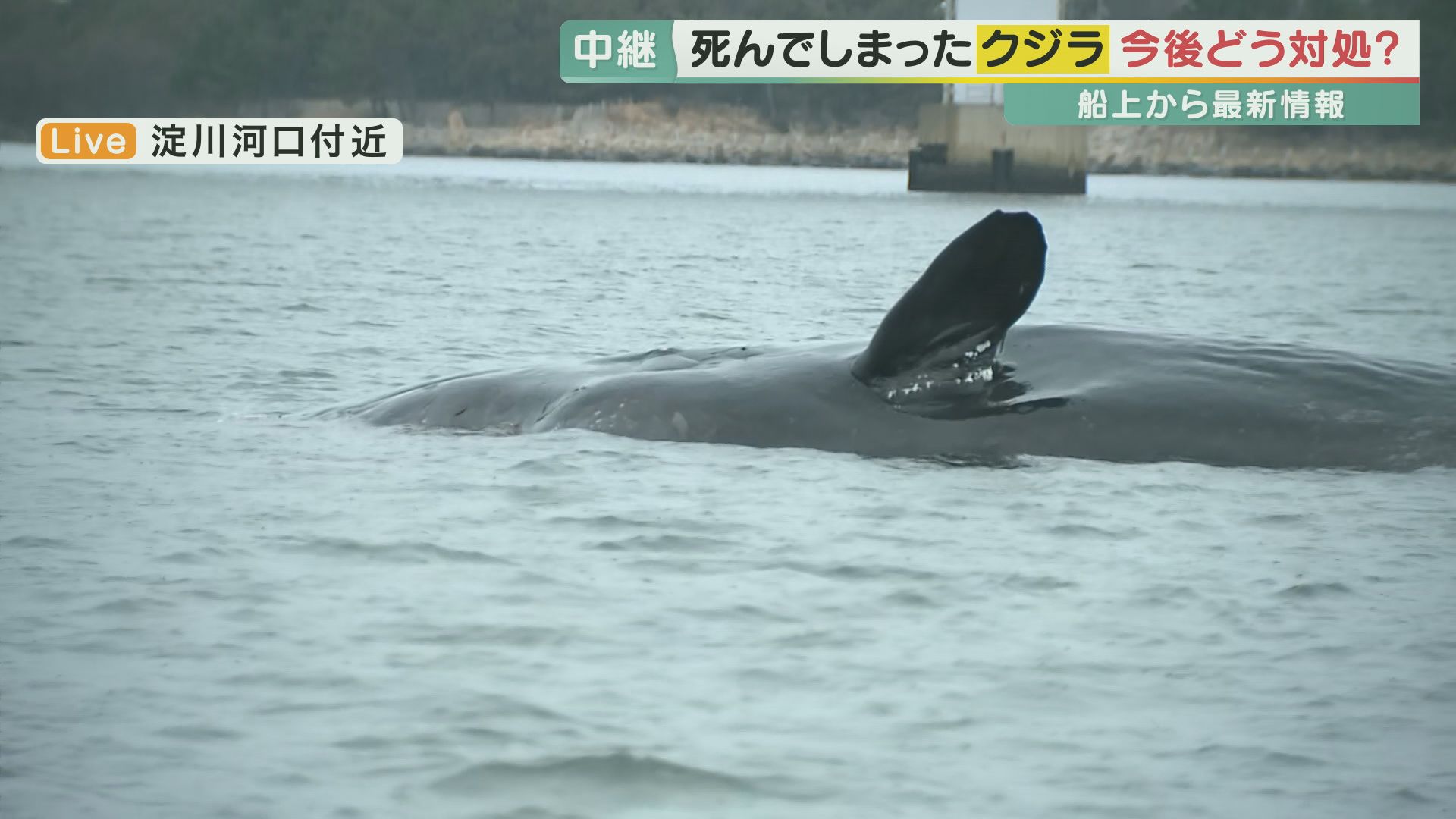 大阪・淀川河口に“迷い込んだクジラ”　13日に死んだことが確認される　クジラの死体の移動について大阪市検討始める