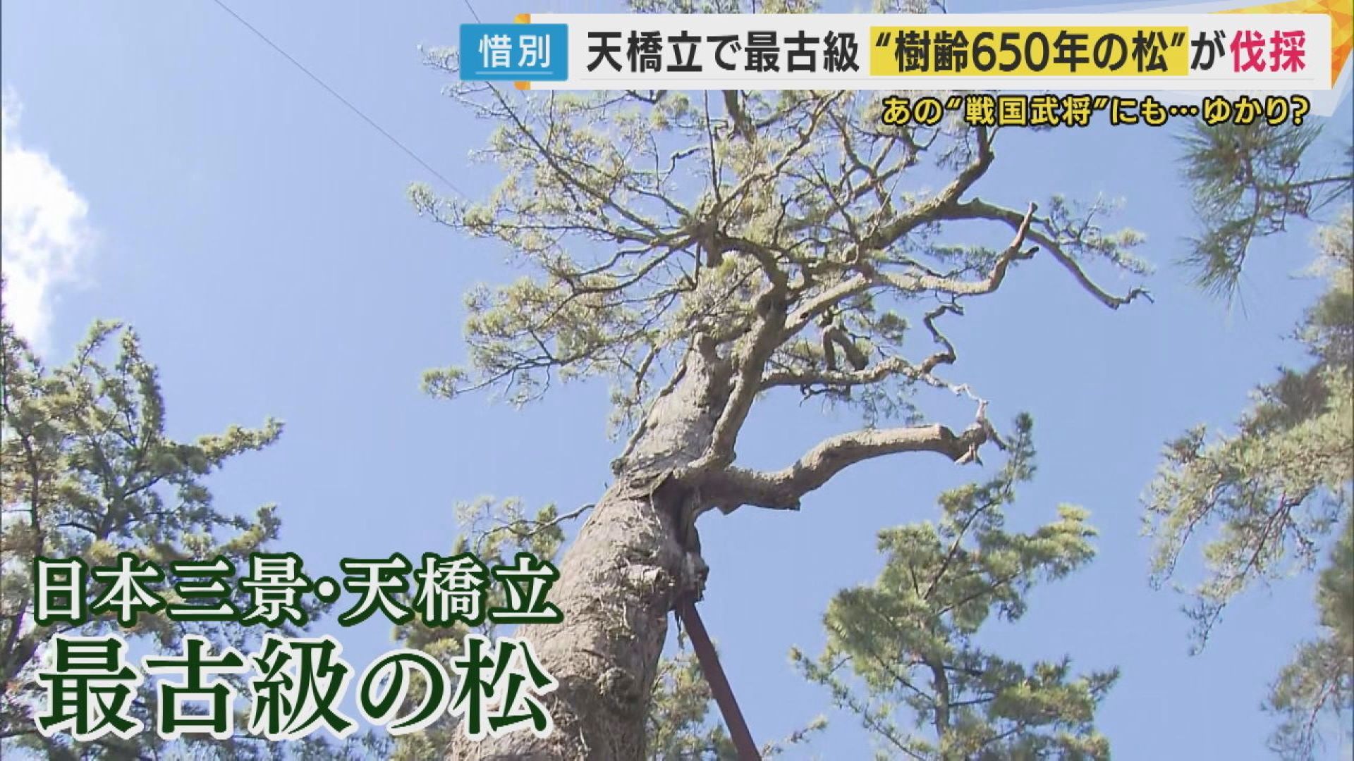 日本三景・天橋立で最古級“樹齢650年の松”伐採　光秀時代から続く歴史　終わらぬロマン次世代につなぐ