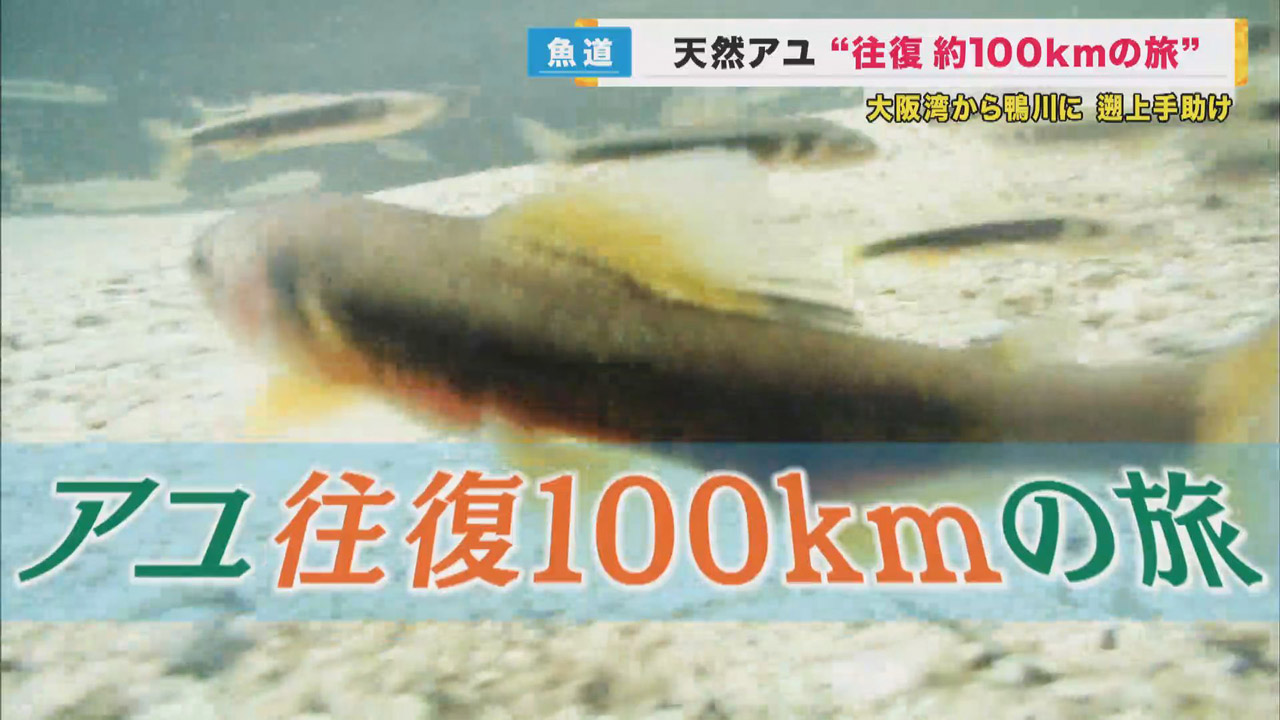 『大阪湾から鴨川へ 往復100kmの旅』減少していたアユ復活を 遡上を…